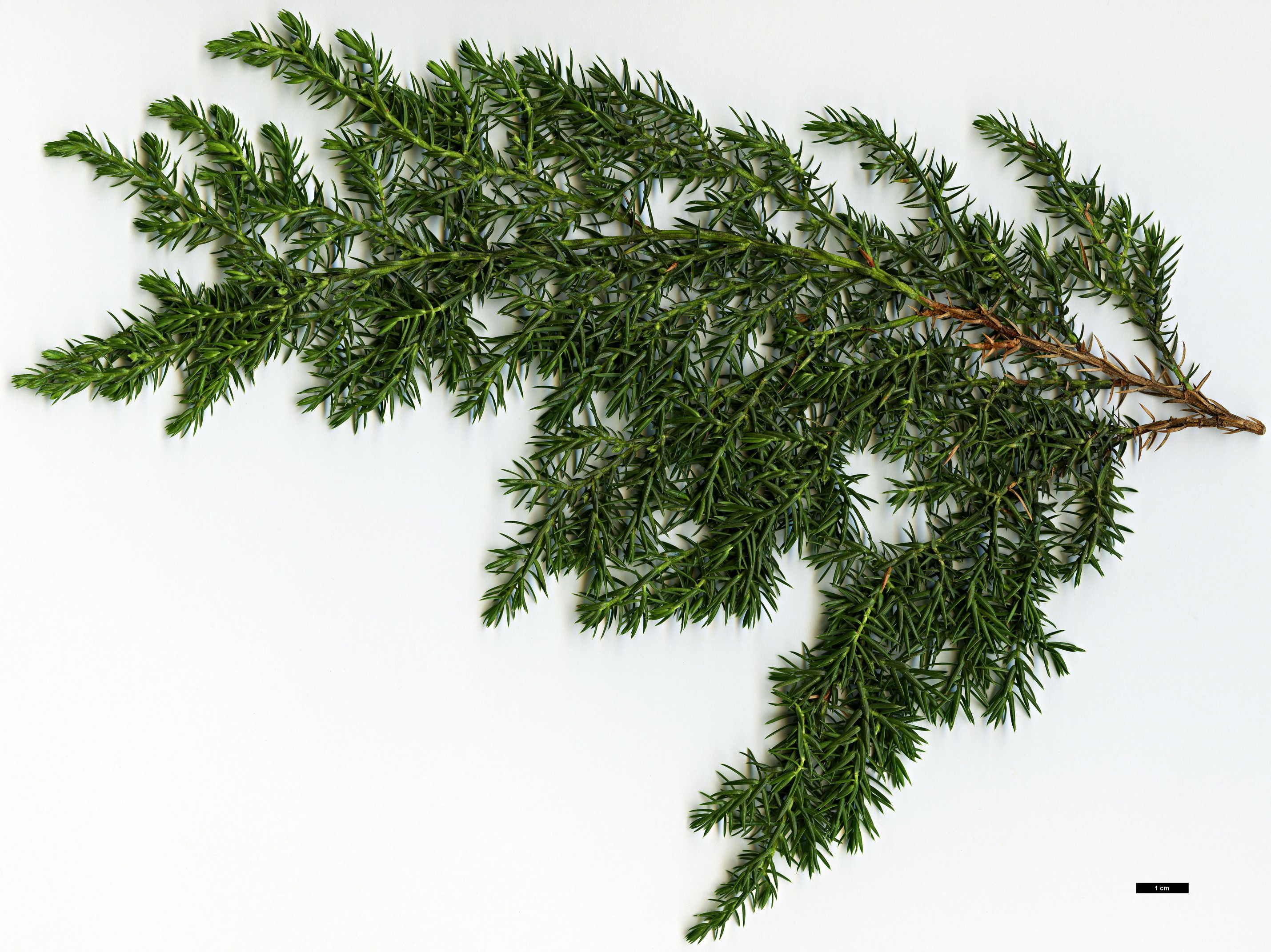 High resolution image: Family: Cupressaceae - Genus: Juniperus - Taxon: squamata - SpeciesSub: var. fargesii